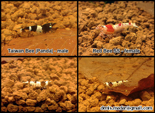 panda_x_redbee.jpg