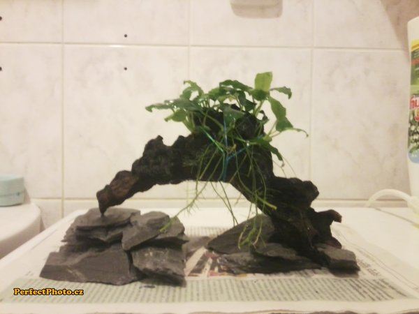 drevo s anubiasmi do 150Kb.jpg