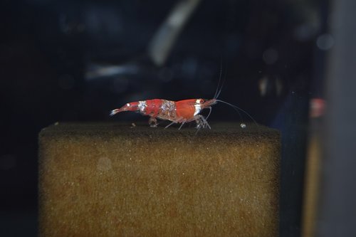 DSC_0077.JPG
