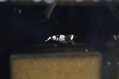 DSC_0070.JPG