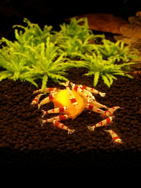 Uvarena mrkva- evidentne im chutila :-)