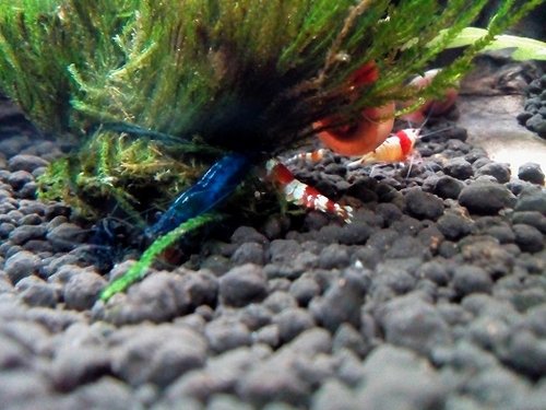 blue nosiaca