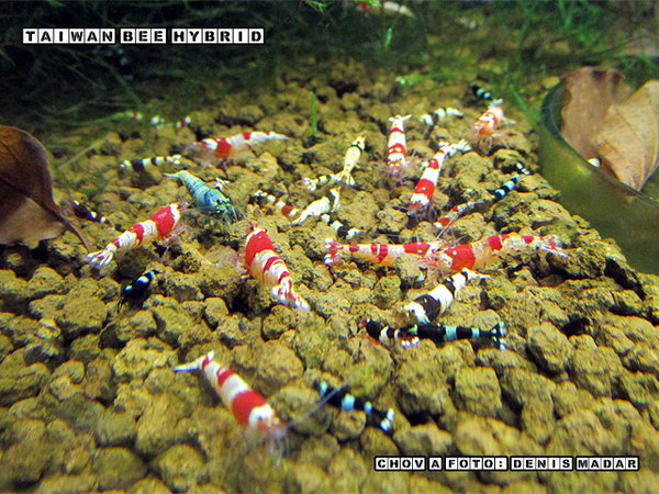 Taiwan-Bee-Hybrid-1.jpg