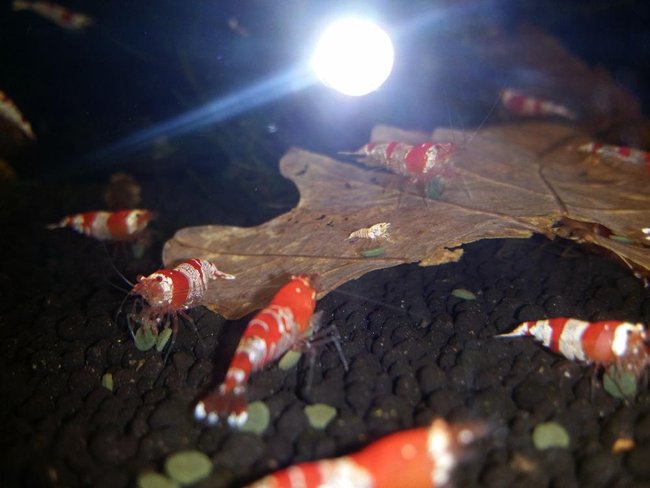 Na fotke nevidno ale ta mala biela ma cervene oci a mam tam take dve  :)