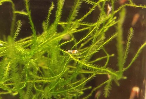 Malicka asi SS kvalita foto na h... (mobil)