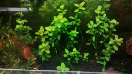 rotala.jpg