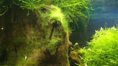 DSC06525B.jpg