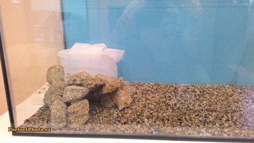 P_20150222_092116_PerfectPhoto.cz_2015-02-22 09-26-45.jpg