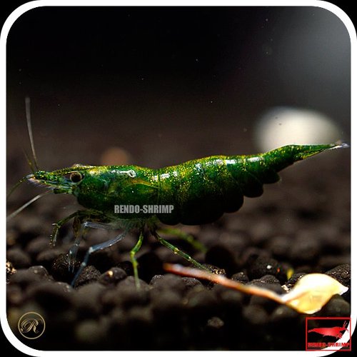 Green_Jade_Garnele_Grad_S_RENDO-SHRIMP_2-1.jpg