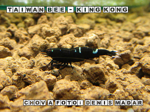 Taiwan_Bee_-_King_Kong_-_Denis_Madar.jpg