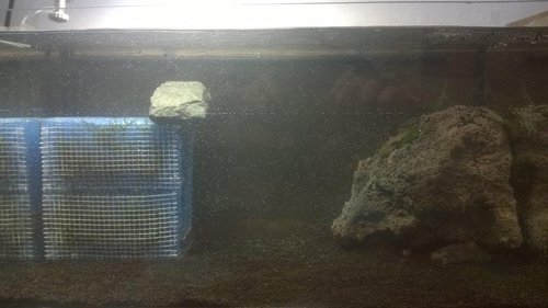 WP_20150410_003.jpg (138.79 KiB) 8175 zobrazení prvé napustenie