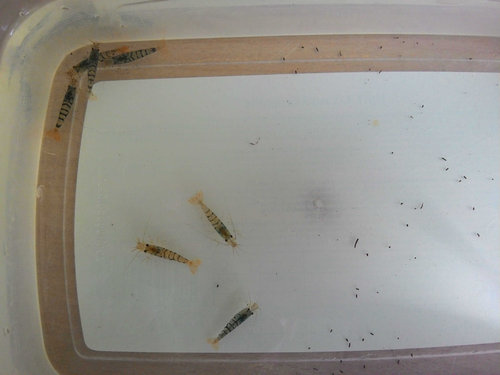 tigre+.jpg (180.63 KiB) 8477 zobrazení prave ich aklimatizujem