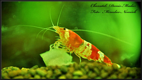 Caridina_cantonensis_sp._Crystal_Red.jpg