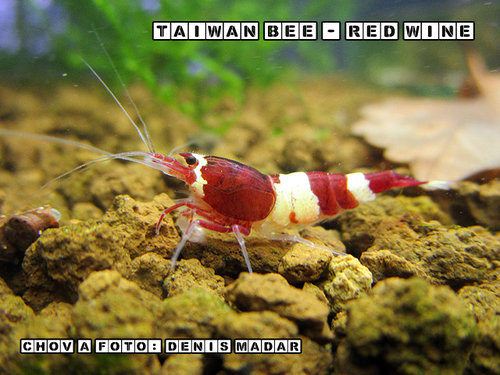 Taiwan-Bee---Red-Wine2.jpg