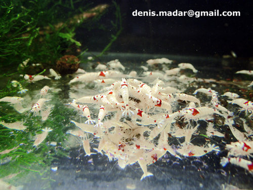 red_bee_ssss_mail.jpg (142.59 KiB) 27797 zobrazení SSS, SSSS, Snow White