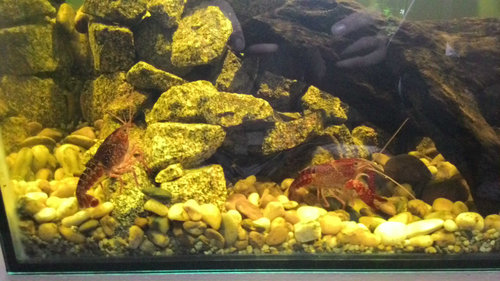 tesne po oddeleni .. nastastie vsetky nohy ostali