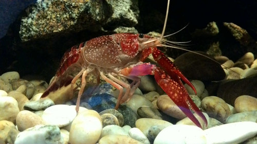 a takto spokojne sa tvaril samec tesne po