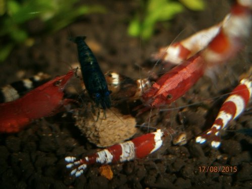 budem mamina cervena