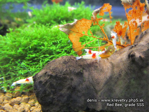 red_bee_SSS1.jpg