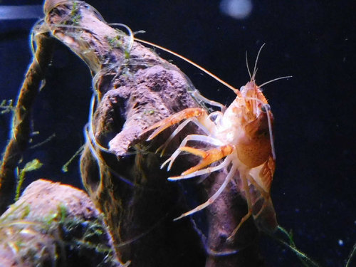 po machu ostava len silon ...