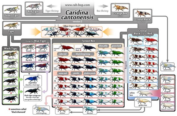 Caridina_cantonensis.jpg