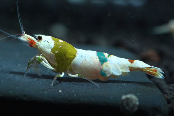 novy druh krevety.jpg