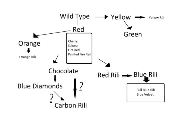 Neocaridina-davidi-family-tree.png