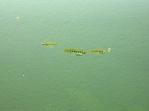 Neoheterandria elegans