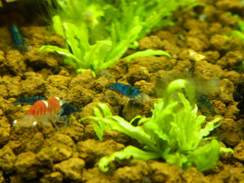 Kusy od Libuše vpravo, vľavo pri CRS od Maroša