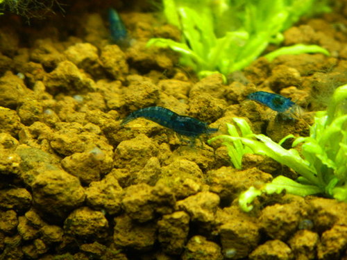 Kus od Libuševzadu, Marošova v predu