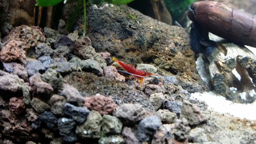 Prvé krevetky...Bohužial už zosnulé...