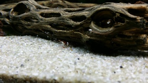 Prvé krevetky...Bohužial už zosnulé...