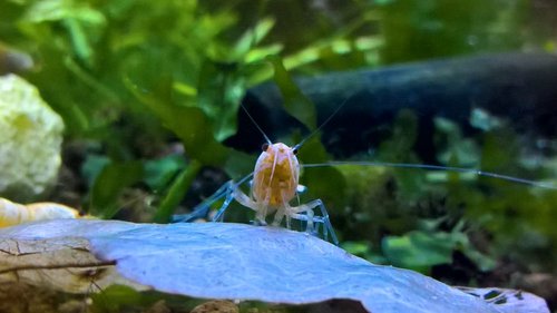 kj.jpg