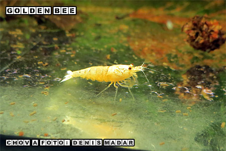 Golden_Bee_1.jpg