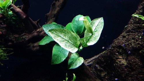 0_20170315_173439.jpg (161.89 KiB) 11986 zobrazení Anubias