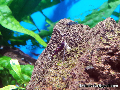 caridina_dennerli_1.jpg