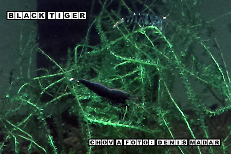 Caridina_cantonensis_sp._Black_Tiger_1.jpg