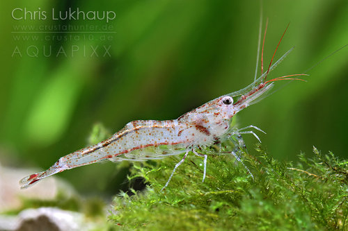 Caridina ensifera.jpg