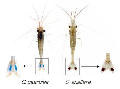 caerulea-vs-ensifera.jpg