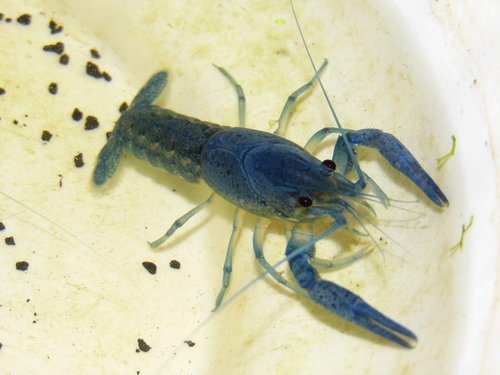 P1000743 - kópia.JPG