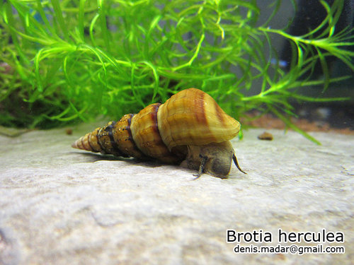 slimak_brotia_herculea_mail.jpg