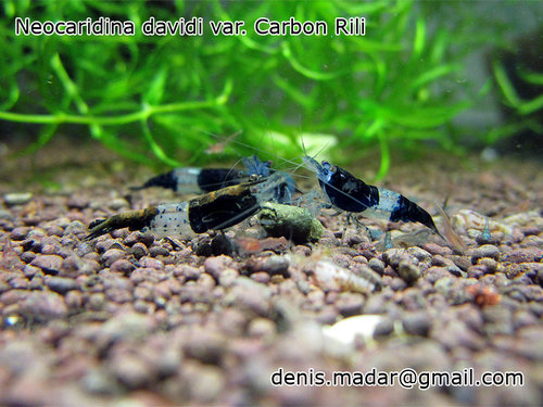 krev_Carbon_Rili.jpg