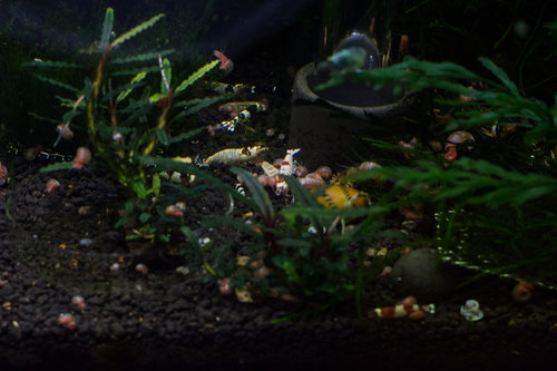 DSC_4010.jpg