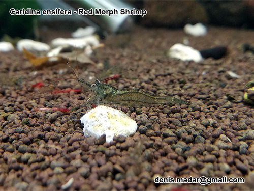 caridina_ensifera_1.jpg