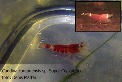 Caridina_cantonensis_Super_Crystal_Red.jpg