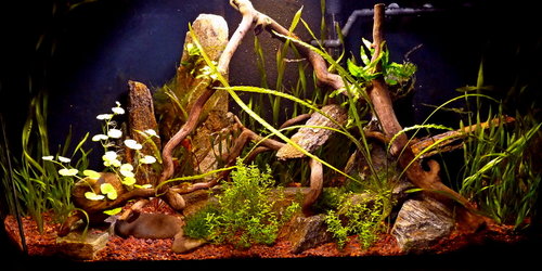 Sulawesi celkova.JPG