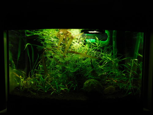 DSCN5030.JPG