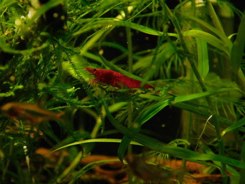 DSCN5092.JPG