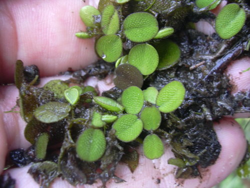 Starr_031108-3177_Salvinia_minima.jpg