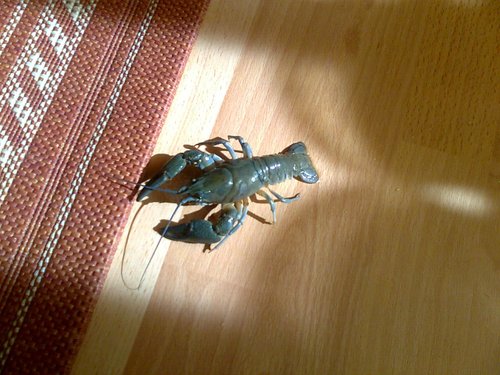 Astacus astacus-samec1578 blue.jpg